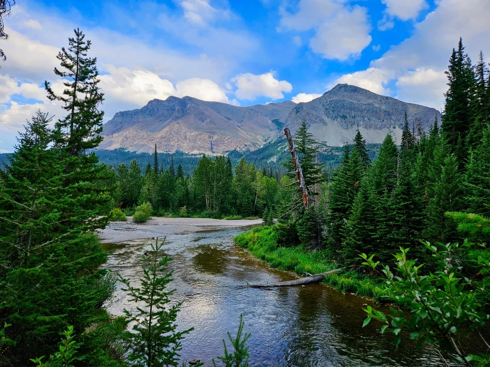 A pristine river flowing past dense evergreen forests with majestic Montana mountains in the background